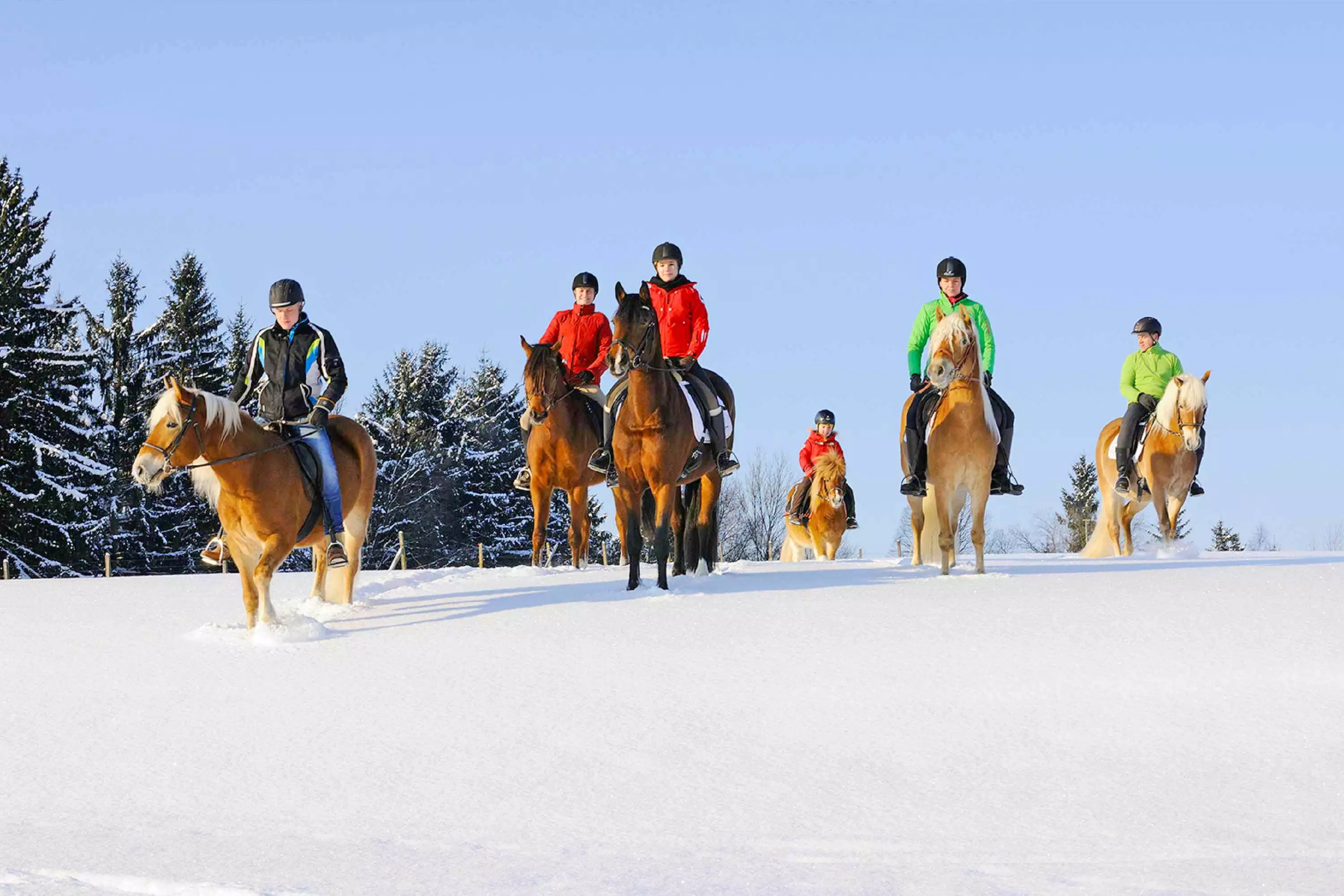 Blauer Gockel Winter Chiemsee