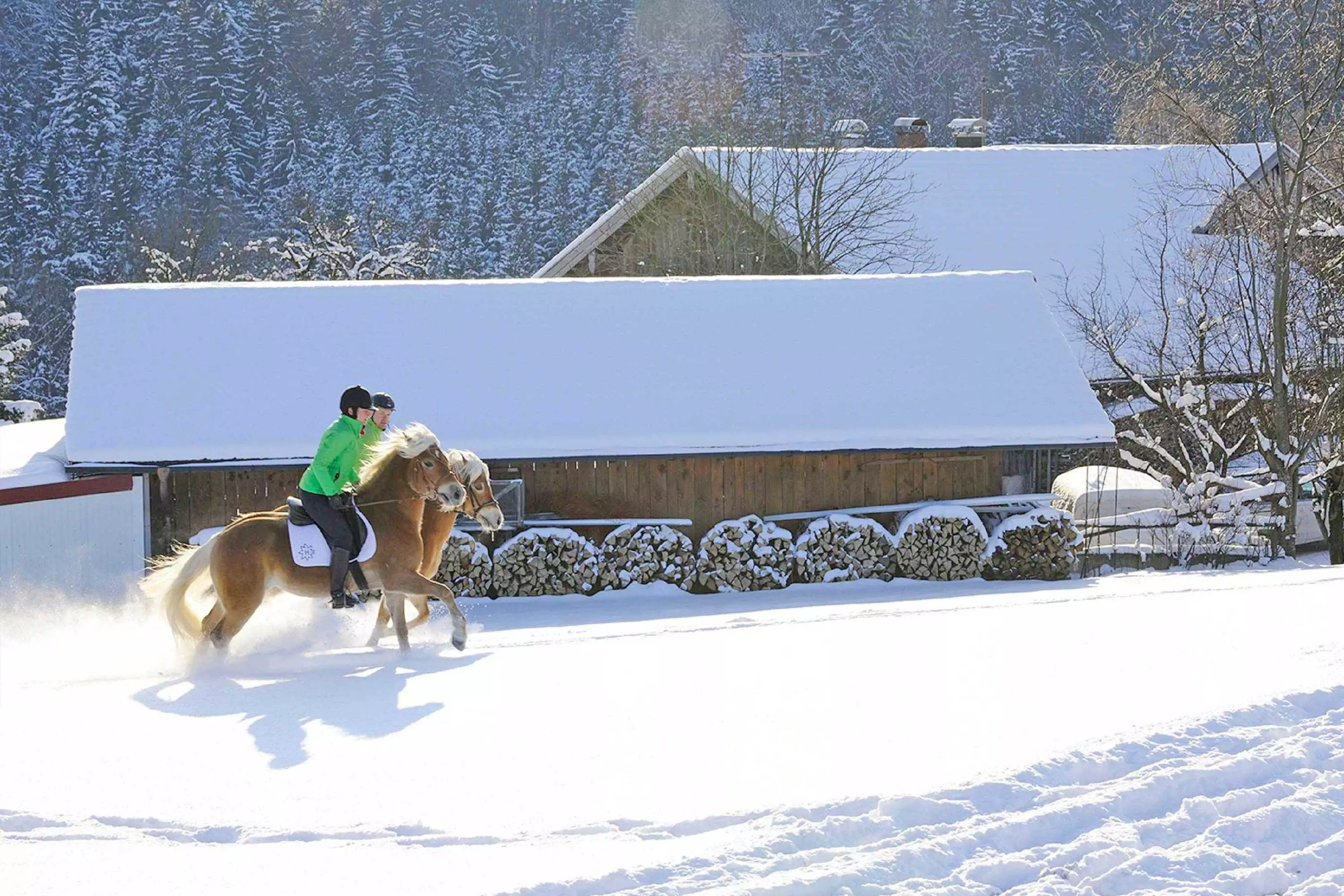 Entdeckungen beim Winterspaziergang