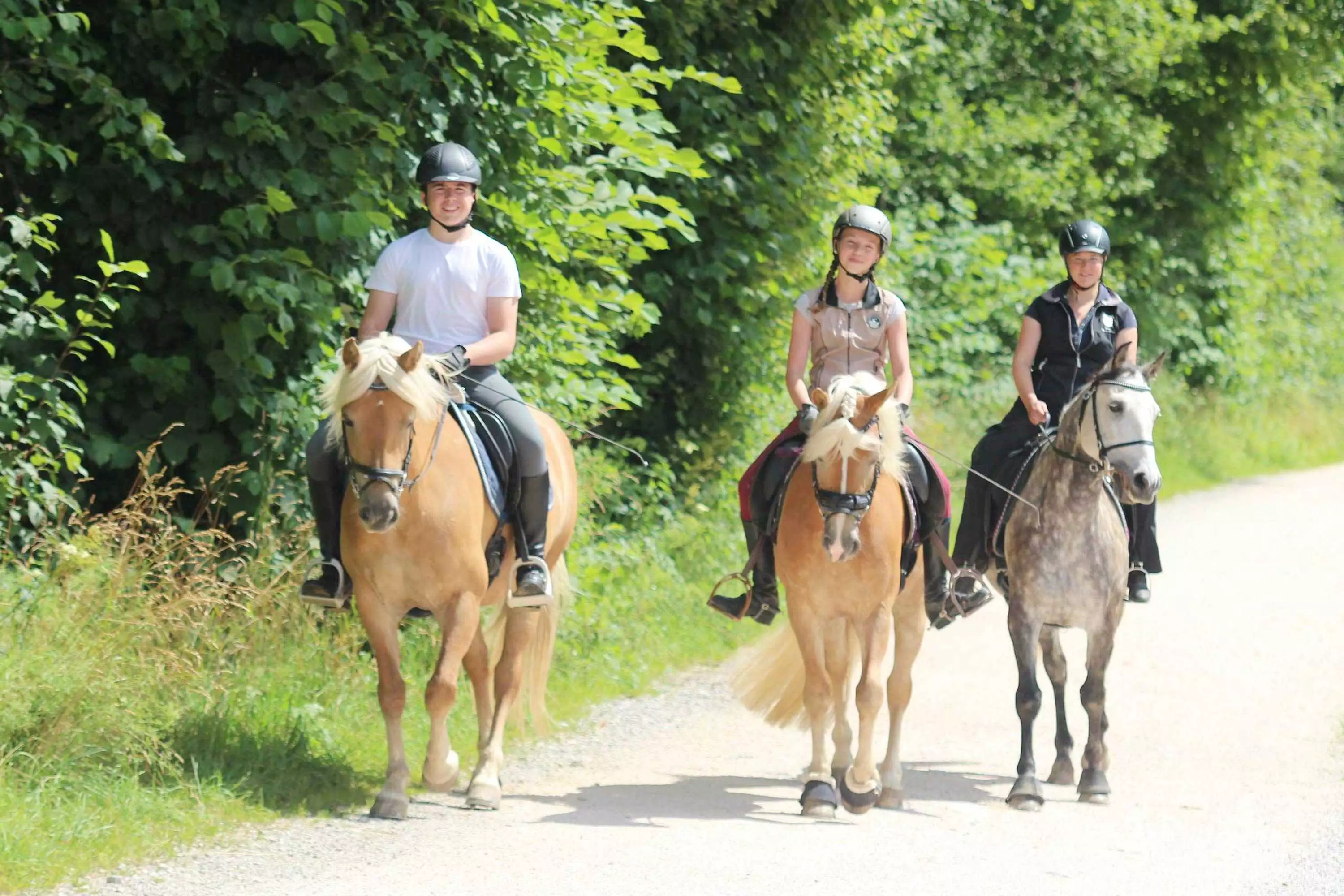 Haflingerzucht Gestüt in Siegsdorf am Chiemsee Bayern