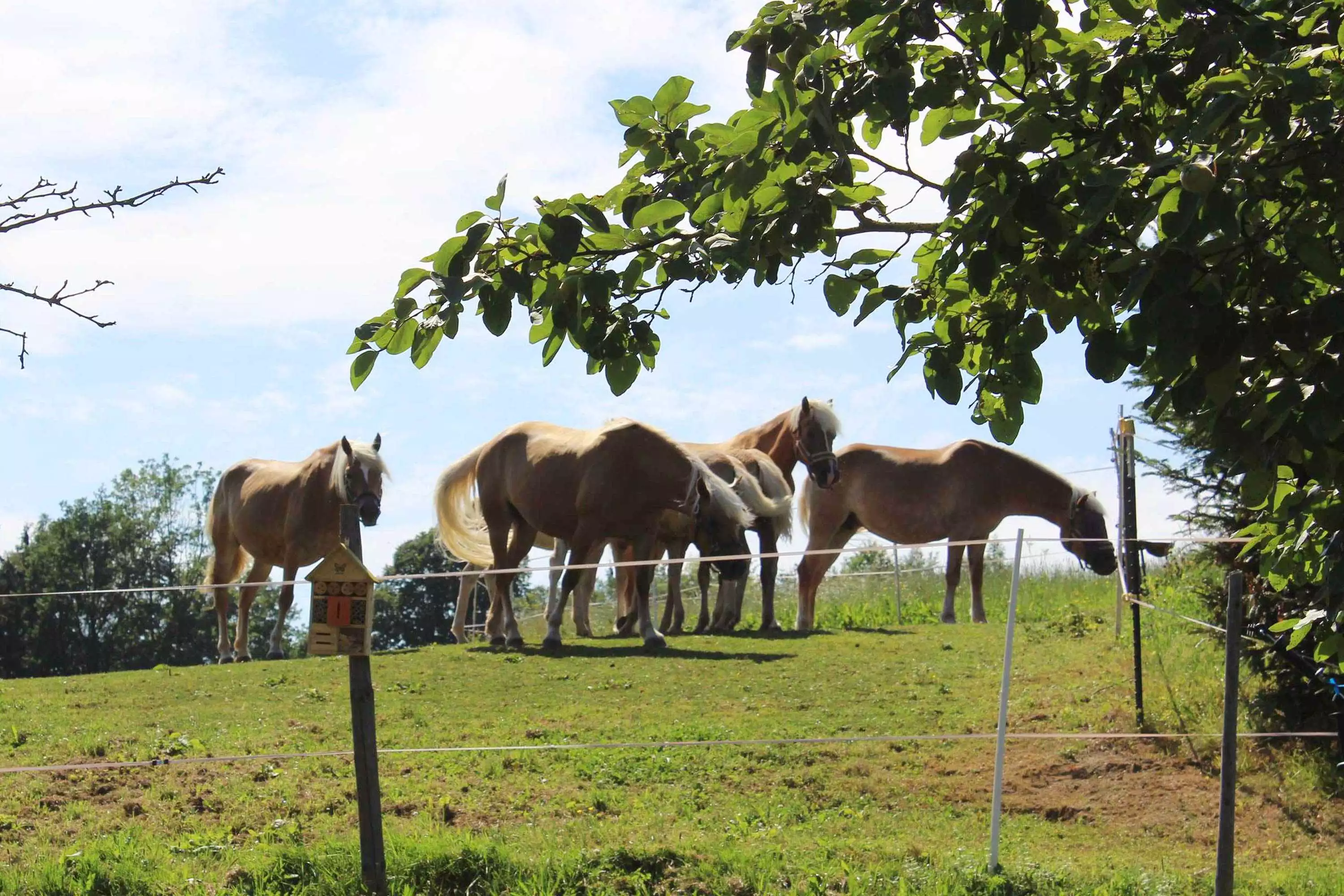 Haflinger erleben und reiten lernen