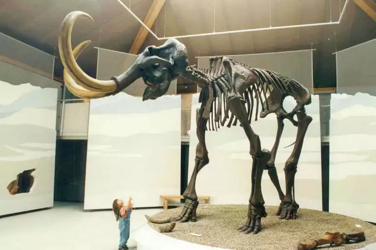 Steinzeit- und Mammutmuseum