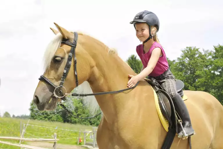 Vertrauen zwischen Reiter und Pferd