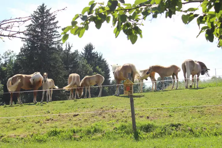 Pferdefreunde im Urlaub auf dem Reiterhof